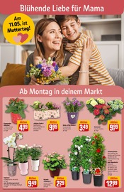 Deko im REWE Prospekt in Jena Aktueller REWE Prospekt mit Deko, "Dein Markt", Seite 6