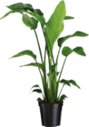 Grünpflanzen Tropical im Angebot bei Globus-Baumarkt in Dortmund Grünpflanzen Tropical Angebote bei Globus-Baumarkt Dortmund für 19,99 €
