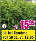 Heckenpflanze im Angebot bei Hornbach in Pforzheim Heckenpflanze Angebote bei Hornbach Pforzheim für 12,95 €