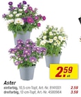 Aster einfarbig bei toom Baumarkt im Weißenfels Prospekt für 2,59 €