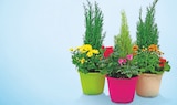 Composition 3 plantes pot couleur 20 cm dans le catalogue Netto