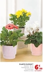 Super U Houplines - Promo Plante fleurie Promo Plante fleurie à 6,99 € dans le catalogue Super U à Houplines