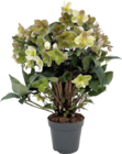 Christrose XXL (Helleborus 'Beauty Princess') im Angebot bei Globus-Baumarkt in Dresden Christrose XXL (Helleborus 'Beauty Princess') Angebote bei Globus-Baumarkt Dresden für 12,99 €