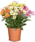 Aktuelles Chrysanthemen Angebot bei Netto Marken-Discount in Potsdam ab 5,99 €