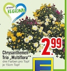 Chrysanthemen Trio 'Multiflora' Angebote bei EDEKA Germering für 2,99 €