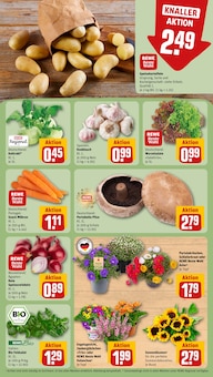 Pflanzen im aktuellen REWE Prospekt (Saarbrücken) Pflanzen im REWE Prospekt "Dein Markt" mit 26 Seiten (Saarbrücken)