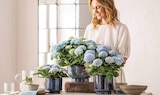 Aktuelles Hortensie 'Magical' Angebot bei Dehner Garten-Center in Chemnitz ab 9,99 €