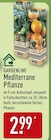 Mediterrane Pflanze von GARDENLINE für 2,99 € bei ALDI Nord im Angebot Mediterrane Pflanze von GARDENLINE im aktuellen ALDI Nord Prospekt