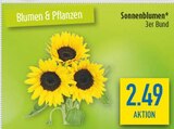Sonnenblumen im diska Prospekt Sonnenblumen von im aktuellen diska Prospekt fĂŒr 2,49 âŹ