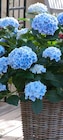 Gartenhortensie von Kölle im aktuellen Pflanzen Kölle Prospekt für 16,99 €