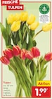 Aktuelle Tulpen Angebote bei Netto Marken-Discount in Oldenburg Aktuelles Frische Tulpen Angebot bei Netto Marken-Discount in Oldenburg ab 1,99 €