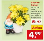 Chrysanthemen im Angebot bei Netto Marken-Discount in Ingolstadt Chrysanthemen Angebote bei Netto Marken-Discount Ingolstadt für 4,99 €
