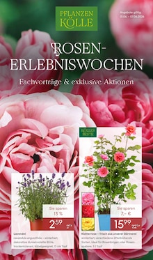Kirschlorbeer kaufen in Mnchen - gnstige Angebote in Mnchen