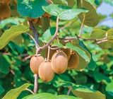 Bio-Kiwi Angebote bei Zimmermann Magdeburg für 8,99 €