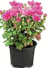 Aktuelle Chrysantheme Angebote bei Zimmermann in Bremen Aktuelles Chrysanthemen Angebot bei Zimmermann in Bremen ab 1,69 €