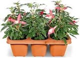 Geranien oder Fuchsien im aktuellen Netto Marken-Discount Prospekt