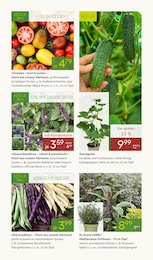 Pflanzen Kölle Gurkenpflanze im Prospekt 