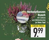 Aktuelles Herbstpflanzen Busch Angebot bei EDEKA in München ab 9,99 €