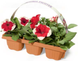 Aktuelles Beetpflanzen Angebot bei Netto Marken-Discount in Chemnitz ab 5,99 €