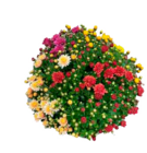 Chrysanthemenbusch vierfarbig oder Sukkulenten versch. Sorten im Angebot bei EDEKA in Seevetal Chrysanthemenbusch vierfarbig oder Sukkulenten versch. Sorten Angebote bei EDEKA Seevetal für 6,99 €