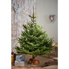 Sapin Nordmann en promo chez Carrefour Sapin Nordmann dans le catalogue Carrefour