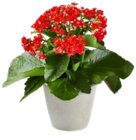 Kalanchoe  im aktuellen Kaufland Prospekt für 1,99 €
