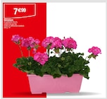 Géranium en promo chez Carrefour Géranium dans le catalogue Carrefour