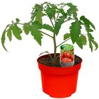 Aktuelles Tomatenpflanze »Historische Sorte« oder Hochbeet Mix Angebot bei REWE in Siegen (Universitätsstadt) ab 1,69 €