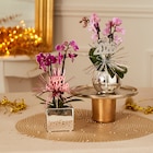 Mini orchidée 2 tiges en promo chez Carrefour Versailles à 6,99 €