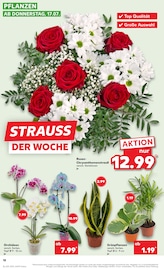 Pflanzen im Kaufland Prospekt in Magdeburg Aktueller Kaufland Prospekt mit Pflanzen, "Aktuelle Angebote", Seite 18