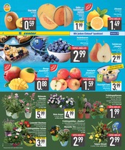 Aktueller EDEKA Prospekt mit Pflanzen, "DAS BESTE DER WOCHE", Seite 6