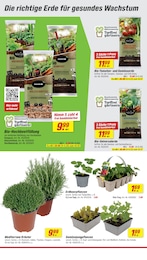 Bäume Angebot im aktuellen toom Baumarkt Prospekt auf Seite 2