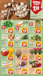 REWE Farbe im Prospekt 