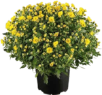 Chrysanthemen Busch für 3,99 € bei Globus-Baumarkt im Angebot Chrysanthemen Busch im aktuellen Globus-Baumarkt Prospekt