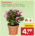 Herbstkaktus Angebot in Bergen Herbstkaktus im aktuellen Prospekt bei Netto Marken-Discount in Bergen