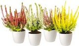 Hellweg Menden - Knospenheide 'Beauty Ladies' Angebot im Prospekt Knospenheide 'Beauty Ladies' bei Hellweg im Menden Prospekt für 1,99 €