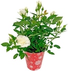 Penny Göggingen - Topfrose Angebot im Prospekt Topfrose bei Penny im Göggingen Prospekt für 2,99 €