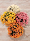 Chrysanthème à Hyper U dans Sury-en-Vaux Chrysanthème à Hyper U dans Sury-en-Vaux