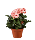 Begonia à 4,29 € dans le catalogue Lidl