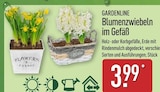 Blumenzwiebeln im Gefäß Angebote von Gardenline bei ALDI Nord Castrop-Rauxel für 3,99 €