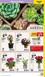 Plantes Angebote im Prospekt "Fêtons le Nouvel An chinois !" von Lidl auf Seite 35