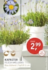 Aktuelle Pflanzen Angebote bei ROSENGUT Langerwisch in Potsdam Aktuelles KAPASTER Angebot bei ROSENGUT Langerwisch in Potsdam ab 2,99 €