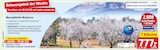 Mandelblüte Mallorca im Netto Marken-Discount Prospekt Mandelblüte Mallorca von im aktuellen Netto Marken-Discount Prospekt für 777,00 €