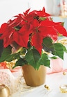Poinsettia Pot 14 cm à Intermarché Super dans Mars-la-Tour