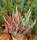BayWa AG Ehingen - Knospenheide Twins Angebot im Prospekt Knospenheide Twins bei BayWa AG im Ehingen Prospekt für 3,49 €