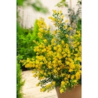 Carrefour Saint-Maximin - Promo Genêt porlock Promo Genêt porlock à 9,99 € dans le catalogue Carrefour à Saint-Maximin