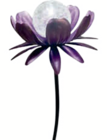 toom Baumarkt Taunusstein - Solar-Dekolicht „Blume“ Angebot im Prospekt Solar-Dekolicht „Blume“ bei toom Baumarkt im Taunusstein Prospekt für 13,98 €