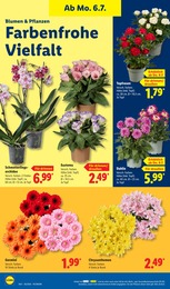Lidl Chrysanthemen im Prospekt Lidl Chrysanthemen im Prospekt