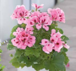 Pflanzen Kölle Teltow - Edelgeranie Angebot im Prospekt Edelgeranie bei Pflanzen Kölle im Teltow Prospekt für 4,99 €