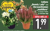 Calluna „Beauty Lady“  im aktuellen EDEKA Prospekt für 1,99 €